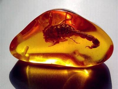 “它”是極其罕見又珍貴的!琥珀中的臻品,“蟲珀”!